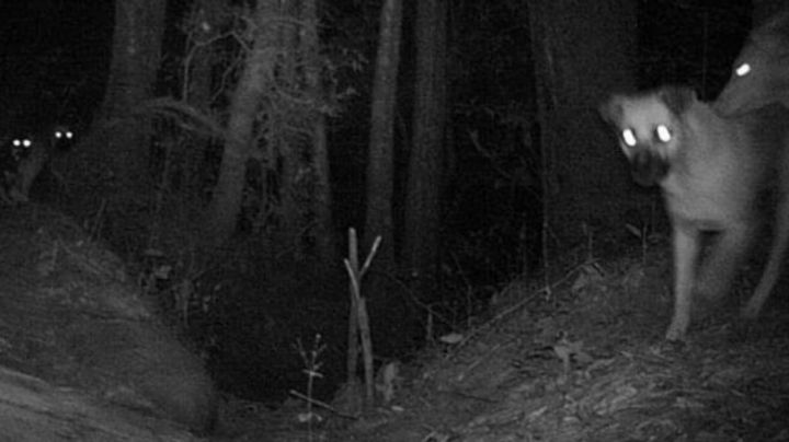 ¿Cómo son los perros ferales que devoraron a los borregos del zoológico de León?