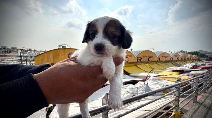 Cuenta regresiva en el Mercado de Sonora: el negocio de animales entra en su fase final