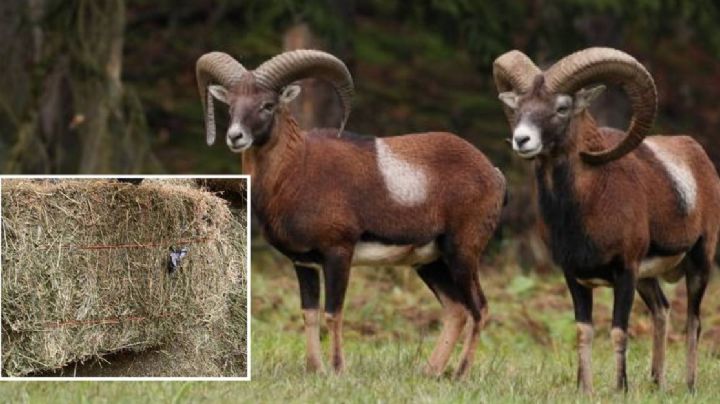 Forraje para animales del Zoológico tiene plásticos y es de baja calidad