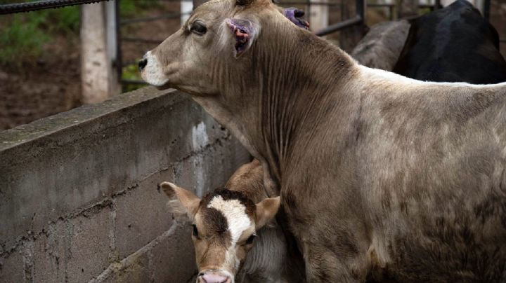 Medidas del gobierno federal provocan sobrerregulación, acusa AMEG