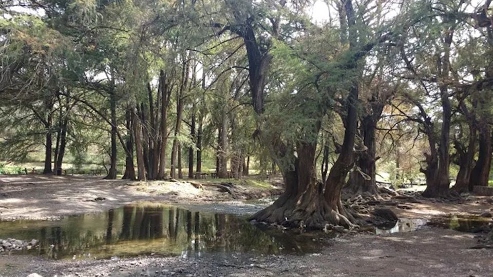 El bosque está repleto de ahuehuetes, aunque solo tres son milenarios