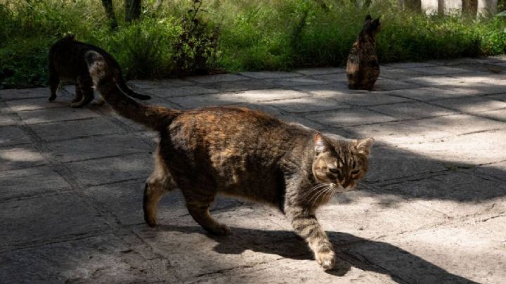 Denuncian envenenamiento de gatos en Gran Jardín y cerca de hospitales, en León
