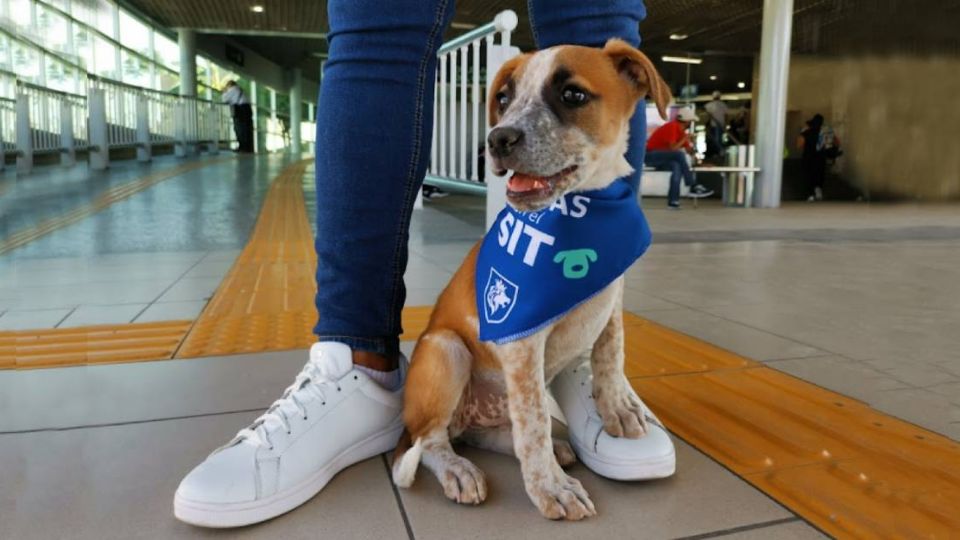 “Patitas en el SIT” ha resguardado a 224 perritos encontrados en terminales y paraderos del Sistema Integrado de Transporte.