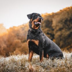 7 razas de perros saludables que pueden acompañarte durante años sin altos gastos veterinarios