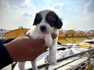 Countdown at Sonora Market: the live-animal trade enters its final phase