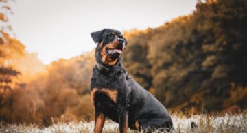 7 razas de perros saludables que pueden acompañarte durante años sin altos gastos veterinarios