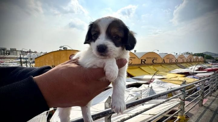 Countdown at Sonora Market: the live-animal trade enters its final phase