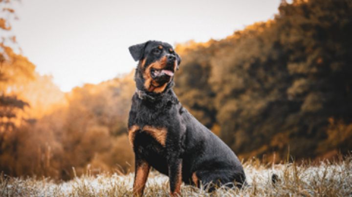 7 razas de perros saludables que pueden acompañarte durante años sin altos gastos veterinarios
