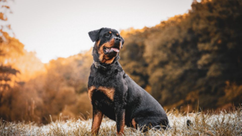 En un entorno responsable destaca por su nobleza