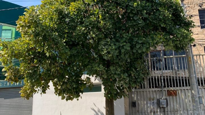 El colorín, el hermoso árbol de la calle azteca en León