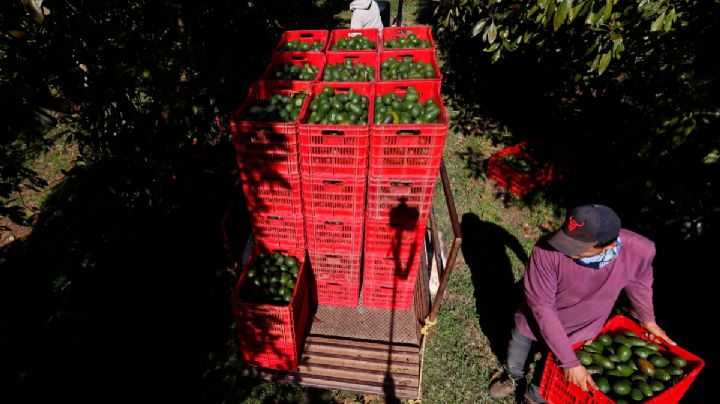 Productores de aguacate mexicano revelan “plan B” para sobrevivir a los aranceles de Trump