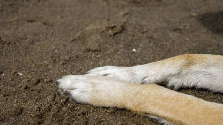 Abandonan a 7 perros en bote de basura en Mineral de la Reforma; están en adopción