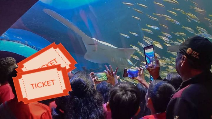 Así puedes conseguir tus boletos gratis del Aquarium de Veracruz