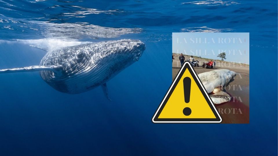 Mar arroja cuerpo de ballena gigante en playa de Nautla y sorprende a deportistas