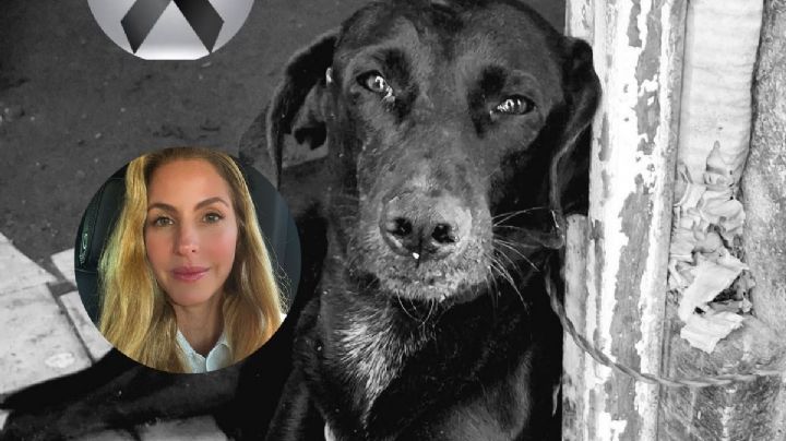 Crimen contra perro "Negrito" en Veracruz será castigado, promete Paty Lobeira