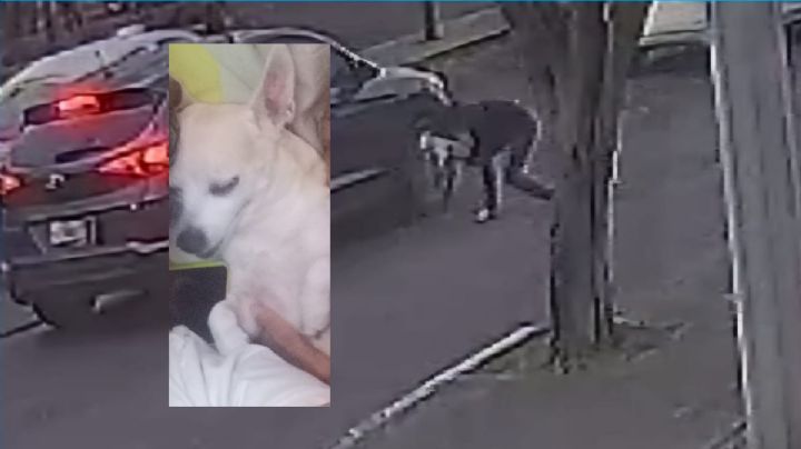 Piden ayuda para encontrar a "Budín", perrito robado en Veracruz