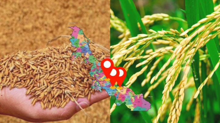 ¿Sabías que en Veracruz se produce arroz palay? Estos son los 3 municipios donde más se da