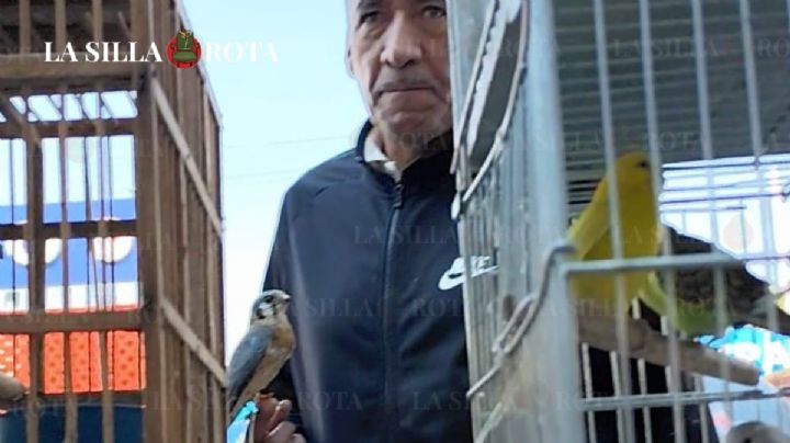 Mixihuca: Venden aves en riesgo de extinción a la vista de todos
