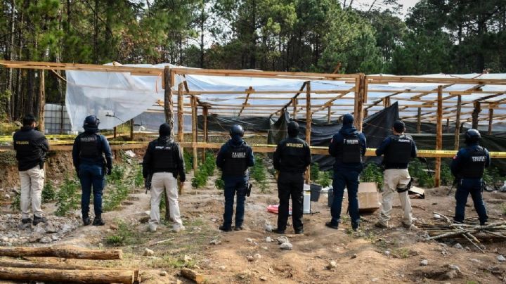 Hallan invernadero de marihuana en Omitlán, Pueblo son Sabor de Hidalgo I FOTOS