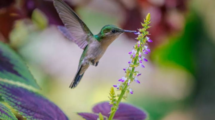 “Amarres” de amor están llevando a los colibríes a la extinción