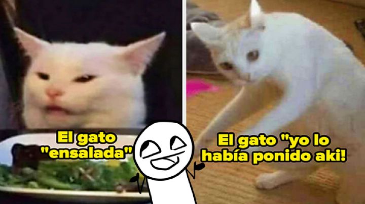 Día Internacional del Gato 2025: Estos son los mejores memes para celebrar a tu michi en su día