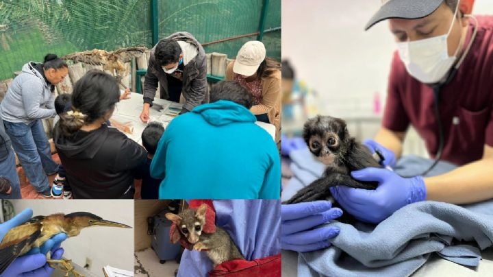 Unidad de Rescate de Fauna Silvestre en Pachuca busca voluntarios; estos son los requisitos