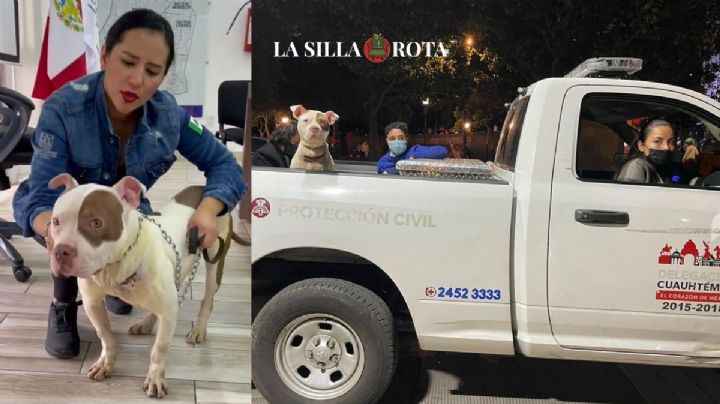 Sandra Cuevas "adoptó" perrito en la Cuauhtémoc... y lo abandonó