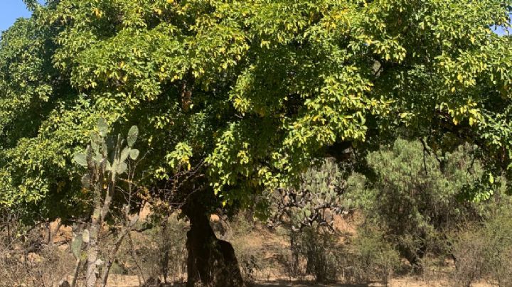 El zapote blanco un árbol que crece en los cerros de León