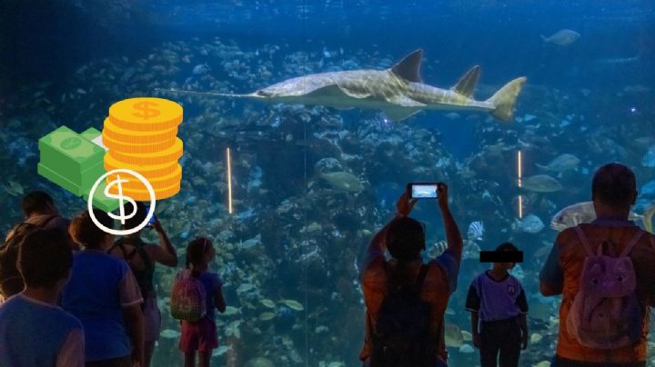 Descuentos: Aquarium de Veracruz anuncia precio especial para municipios vecinos