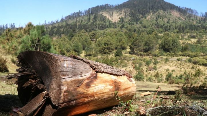 Tala ilegal afecta a 30% del bosque de Topilejo, advierten ejidatarios
