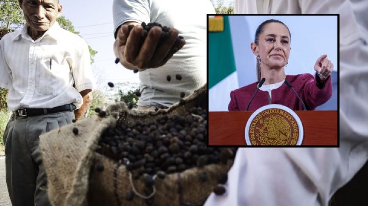 Cafetaleros de Coatepec piden a Claudia Sheinbaum regular precio del café en favor de productores