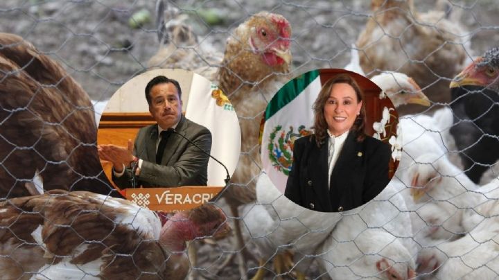 Pese a protestas, Cuitláhuac aprobó instalación de granja avícola en Actopan para operar 20 años