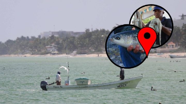 Las especies marinas en Veracruz que se pueden capturar a partir del 1 de marzo