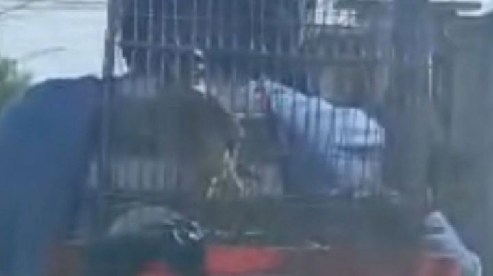 Es ilegal: motociclista transportaba halcón cernícalo en una jaula en Vicente Valtierra