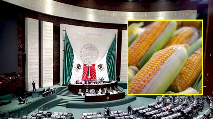 Maíz transgénico: ¿Cuál es la nueva medida que proponen para proteger la producción nacional?