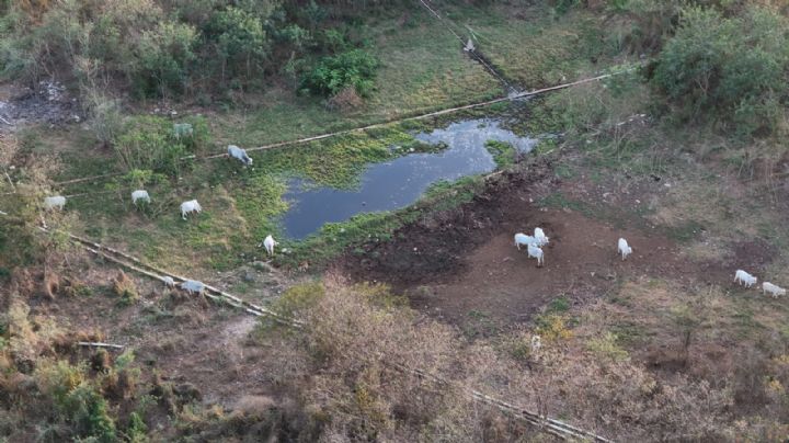 ¿Por qué el Ayuntamiento de Mérida sigue protegiendo una granja que daña a la comunidad?