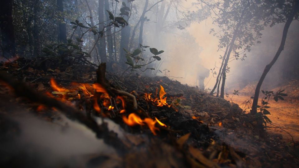 Incendios forestales en Edomex serán más violentos en 2025