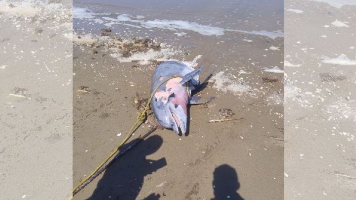 Investigan posible mutilación de delfín en playa  Agua Dulce; es el segundo en la semana
