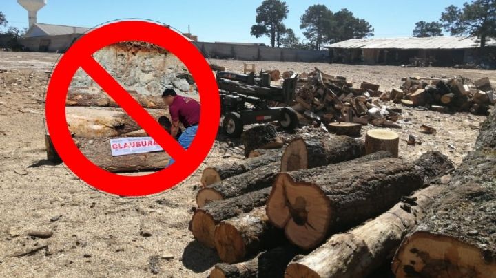 A faldas del Pico de Orizaba, Profepa clausura aserradero