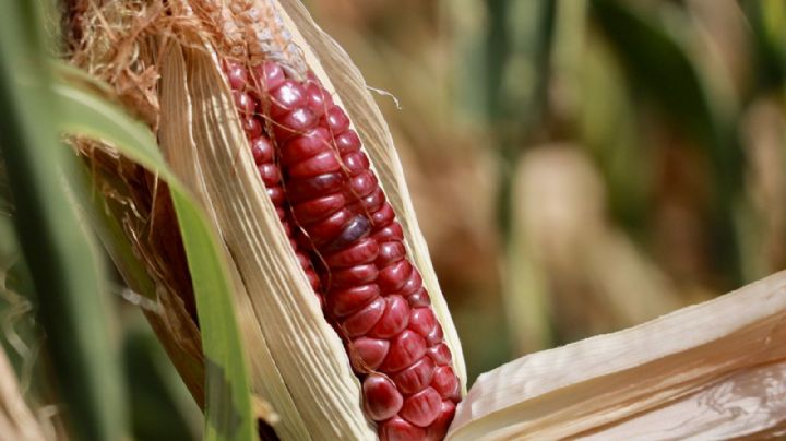 EU "echará lupa" para obligar a México cumpla obligación con maíz transgénico