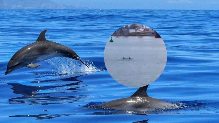 Defines son captados en video en el puerto de Veracruz