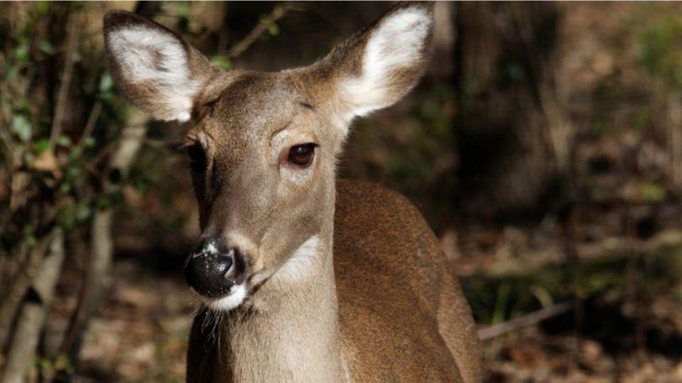 Imagen ilustrativa. Foto: Especial.