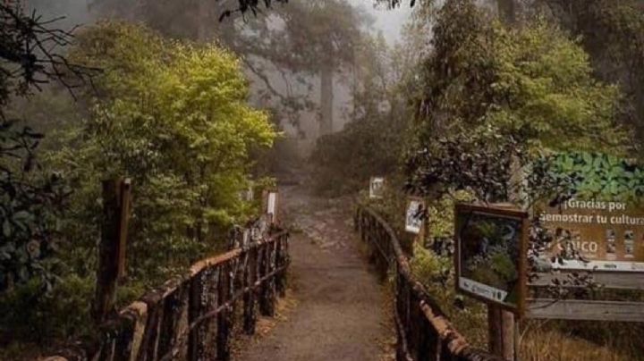 Parque Nacional El Chico: plaga de insectos daña 516 hectáreas