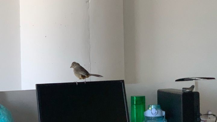 Un gorrión se mudó a vivir a un edificio de oficinas