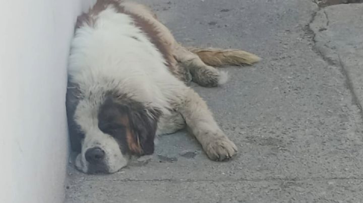 Rescatan a perro San Bernardo en el centro de León