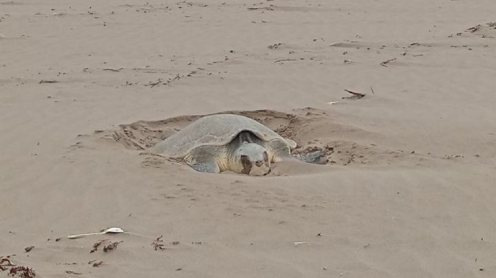 Tortuga lora llega a playas de Coatzacoalcos y desova más de 80 huevos