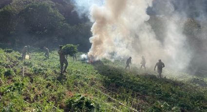 Fuerzas de seguridad destruyen 289 plantíos y aseguran millones de pesos en droga