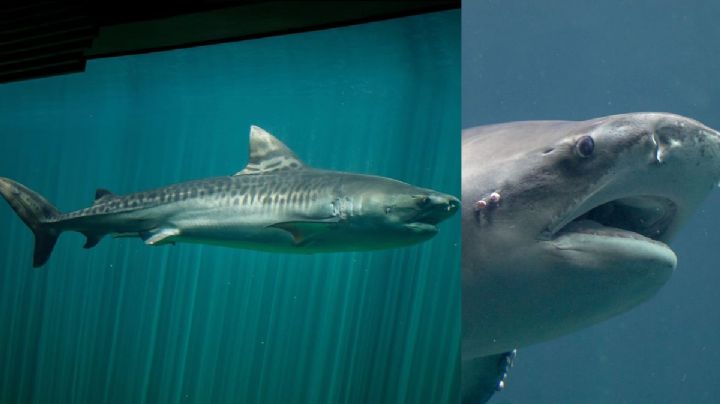 Muere tiburón Benito del Aquarium de Veracruz, emblema por 11 años: PMA