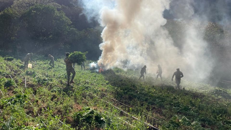 En Chihuahua, Sinaloa, Durango, Guerrero y Oaxaca fueron destruidos plantíos de amapola y marihuana.