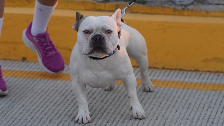 Cobro por registro de mascotas levanta polémica en Tecate, BC; sólo perros peligrosos pagan, dicen